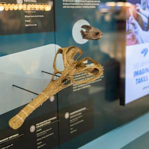 Travel Through Time: Fossils from the Science Museum of Minnesota by Science Museum of Minnesota 