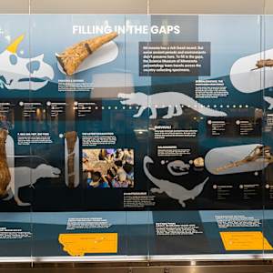 Travel Through Time: Fossils from the Science Museum of Minnesota by Science Museum of Minnesota 
