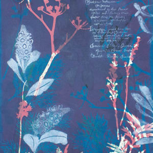 Banksia Proteaceae 170 species (Framed) by Trudy Rice