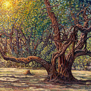 Old Tree aka The Park by Steve Miller, Image 2.