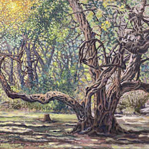 Old Tree aka The Park by Steve Miller, Image 9.