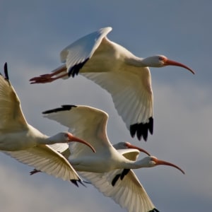 White Ibis Going Home by Rene Griffith