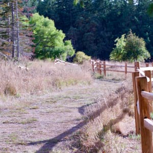 Wood Fence Guiding Path