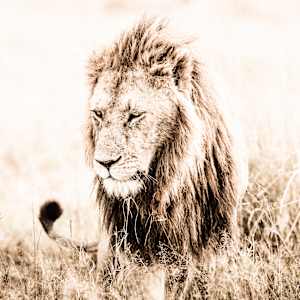 Mara   1/15 42X62" by Guadalupe Laiz | Gallery Space