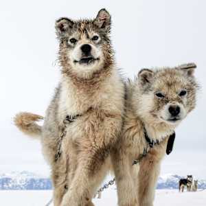 Brotherhood (part II) 1/12  24X36" by Guadalupe Laiz | Gallery Space