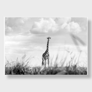 Every Now and Then 1/20 40X60" by Guadalupe Laiz | Gallery Space