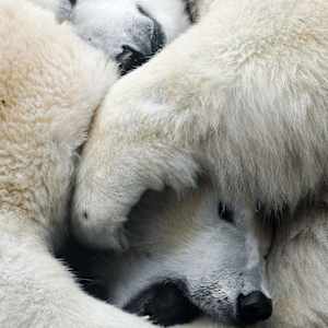 Nanuk II 9/20 24X36" by Guadalupe Laiz | Gallery Space