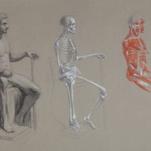Anatomical study by Phil Went