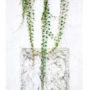 Touch of Nature #1  |  Framed by Jonathan Wheeler