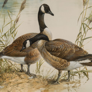 Canada Geese by Edwin Penny