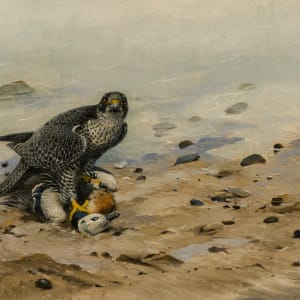 Iceland Falcon with an Elder Duck by George Lodge
