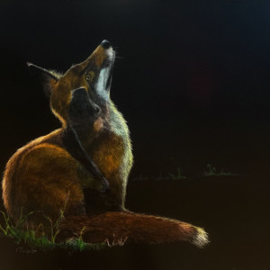 Fox Study by Yvonne Todd