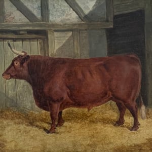 Devon Bull in Barn by Benjamin Herring Jr.