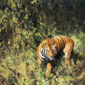 Tiger by David Shepherd