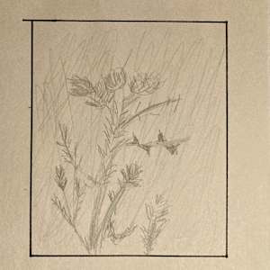 Thistle 1 by Diana Atwood McCutcheon 