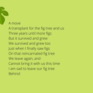 The Fig Tree by Diana Atwood McCutcheon  Image: page 4