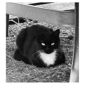 Felix the Cat by Diana Atwood McCutcheon