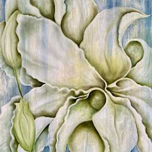 Lily in Abstract by Ansley Pye
