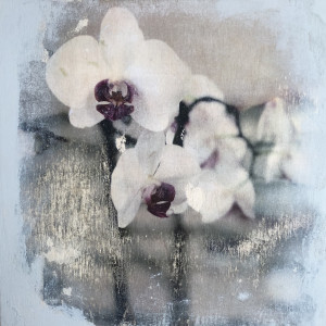 orchidea 5 by Margot Dermody