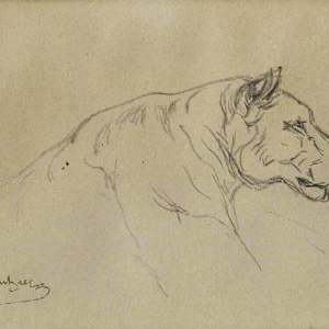 Head of a Lioness by Rosa Marie Bonheur