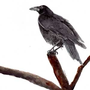 Alister Crow by Chantal