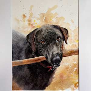 Archie by Chantal 