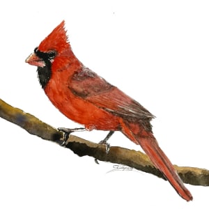 Cardinal - Ink & Wash by Chantal