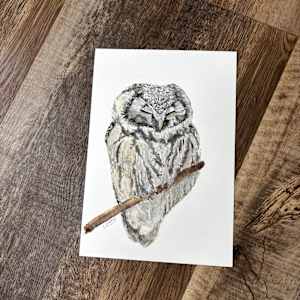 Barred owl by Chantal 