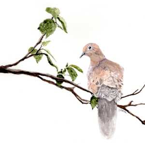 Morning Dove by Chantal