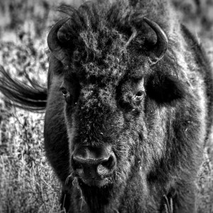 Bison by Missy Burton