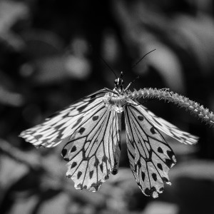 Grace Embodied by Msanii HOUS Fine Art