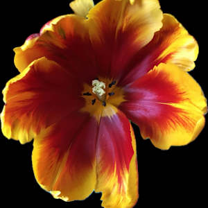 Tulip Bright Parrot by Bonnie Levinson