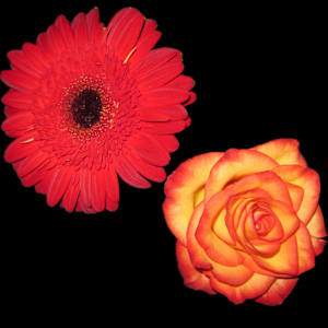 Reddish gerber and yellow orange rose by Bonnie Levinson