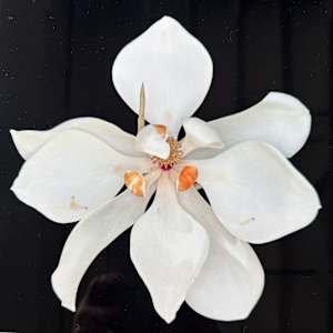 White Southen Magnolia by Bonnie Levinson