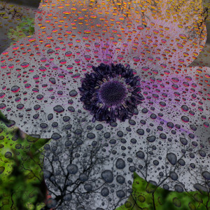 Hallucinations: Purple Flower with Rain by Bonnie Levinson