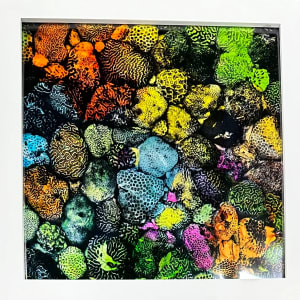 Coral in Living Color 1 (framed) by Bonnie Levinson