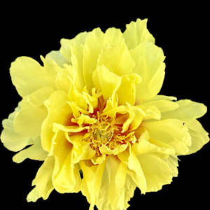 Yellow Peony WIth Ant by Bonnie Levinson