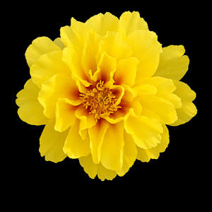 Yellow Peony by Bonnie Levinson