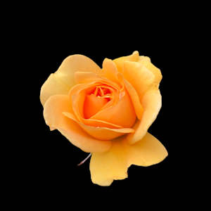 Yellow Rose by Bonnie Levinson