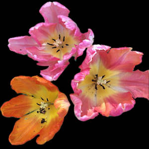 Tulips from my SF Garden by Bonnie Levinson