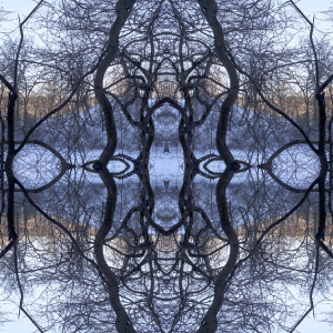 Organic Symmetry by Eric Oliver