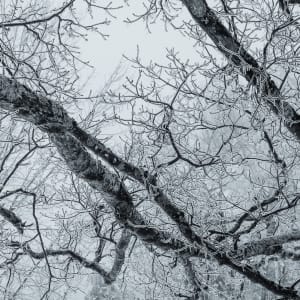 Ice storm I by Kelly Sinclair
