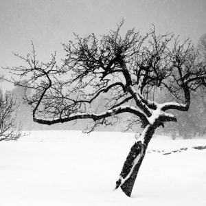 winter crone by Kelly Sinclair