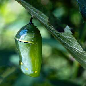 Crysalis by Kelly Sinclair