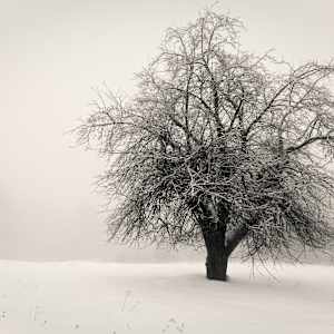 Winter Apple by Kelly Sinclair