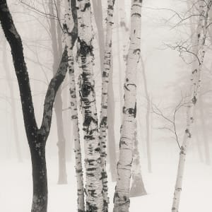 Winter birch by Kelly Sinclair