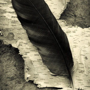 Crow feather by Kelly Sinclair