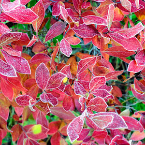 First Frost by Kelly Sinclair