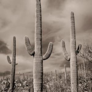 Sonoran desert by Kelly Sinclair