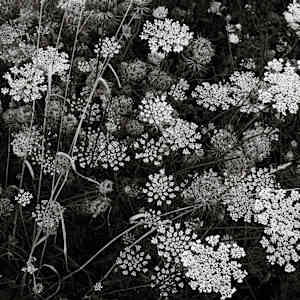 Queen Anne's Lace, September by Kelly Sinclair